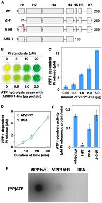 Distinctive in vitro ATP Hydrolysis Activity of AtVIPP1, a Chloroplastic ESCRT-III Superfamily Protein in Arabidopsis